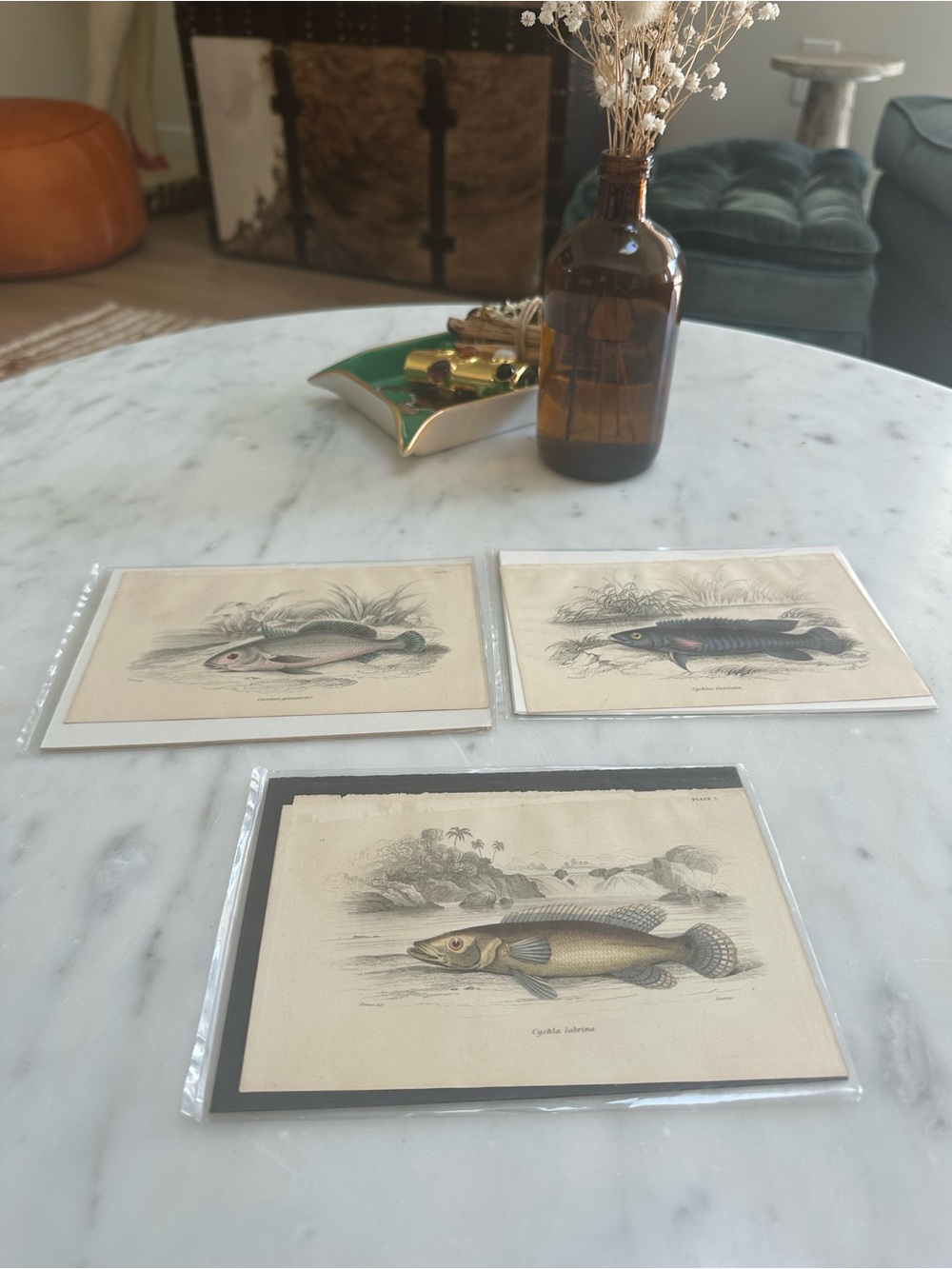 1800s Jardine’s The Naturalist’s Library Chromolithographs Rare Fish